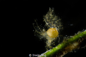 B I G . P A R A S I T E
Hairy Shrimp (Phycocaris simulan... by Irwin Ang 